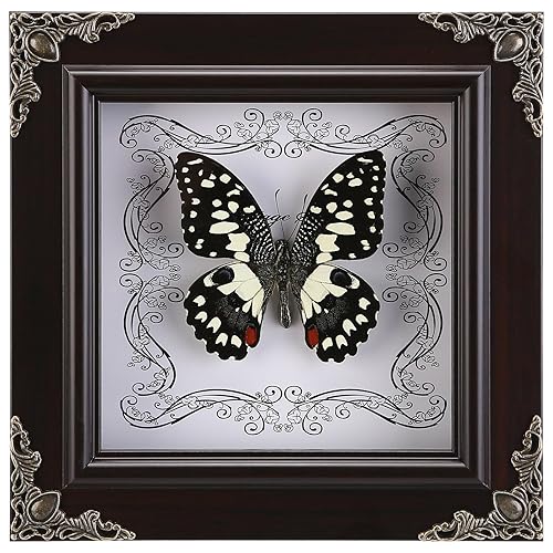 Real Butterfly Framed Handmade, Real Butterfly Specimen Shadow Box Collection, Framed Butterfly Taxidermy for Wall Art Decoration (I_Dharma Phoenix Butterfly) - I_dharma Phoenix Butterfly