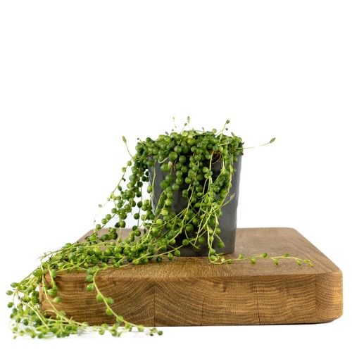 String of Pearls Senecio Rowleyanus 15-20cm Tall in a 12cm Pot