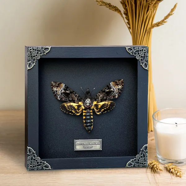 Real Framed Death Head Moth Acherontia Frame Dried Butterfly Skull Dead Taxidermy Taxadermy Oddity Insect Bug Wall Art Hanging Decor