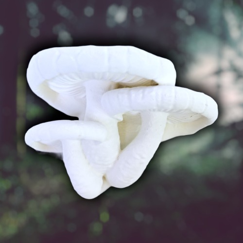 The Chilliwack | Bananaco