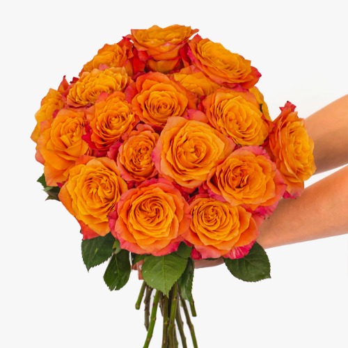 Free-Spirited - Regular Shipping