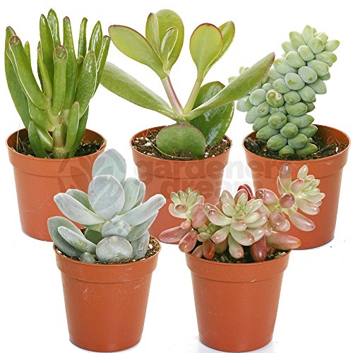 Aloe Vera Mix - 5 Plants - House/Office Live Indoor Pot Plant