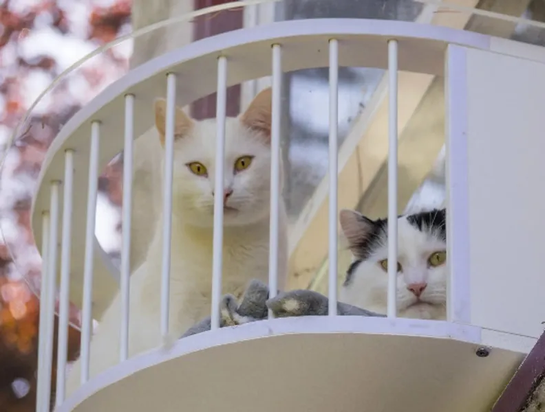 The Cat Solarium Penthouse Package