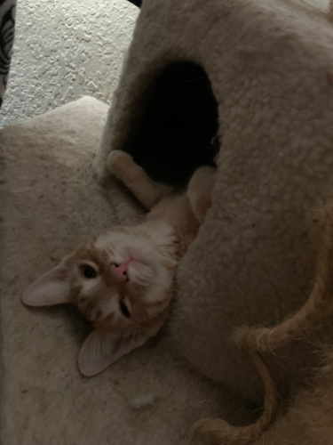 Potential vet bills