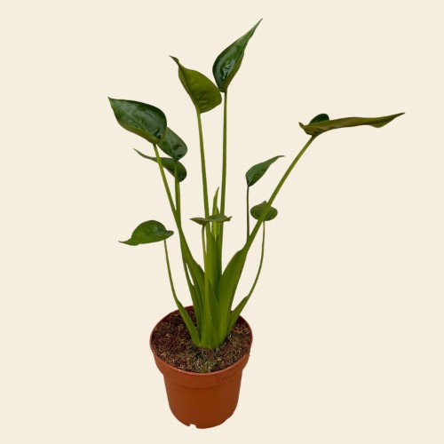 MOAR PLANTS