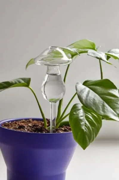 Shaped Glass Plant Watering Bulb