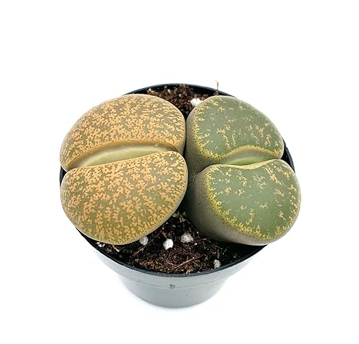 Lithops Succulents Live Potted in 2.5" Pot