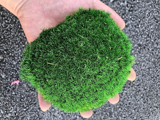 prefleur Preserved Pole Moss Pillow Bun Cushion Natural Green Decorative Real Natural Green DIY Kit Gardenning Art Wall Decor Florist Decor Easter Table Decor Wedding(1.5 sq.ft, Green-C) - Green-c - 1.5 sq.ft.