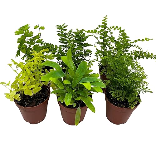 BubbleBlooms Fern Variety Assortment, 6 Different Ferns in 2 inch pots Tiny Mini Pixie Plants