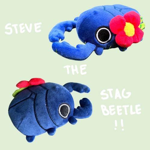 Steve the Stag Beetle