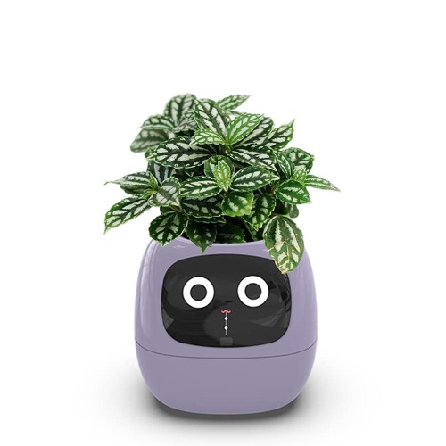 Itigoitie Smart Flowerpots,Smart Pet Planter,Ai Planter,Intelligent Flowerpots,Multiple Expressions,7 Smart Sensors, and Ai Chips Make Raising Plants Easy and Fun for Living Room,Plant-free(Purple) - Purple