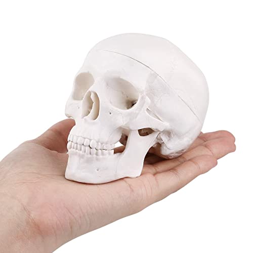 ASINTOD Human Skull Anatomy Model, Small Skeleton Head Skull Model -Includes Full Set of Teeth, Removable Skull Cap and Articulated Mandible（3.8x3x3.8in） - Mini Skull Model