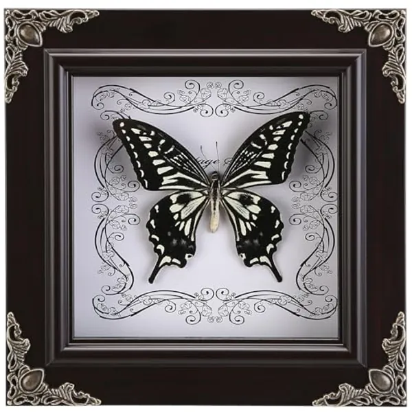 Real Butterfly Framed Handmade, Butterfly Display Shadow Box Collection, Framed Butterfly Taxidermy for Wall Art Decoration (K_Citrus Swallowtail Butterfly)