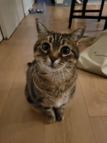 Cat toys and treats for Annie!