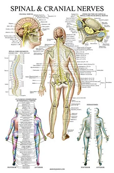 Spinal Nerves Anatomical Chart - Spine and Cranial Nervous System Anatomy Poster (with Dermatomes) (LAMINATED, 18 x 27) - 