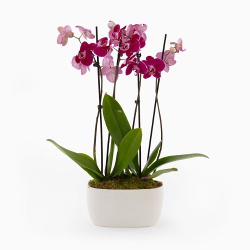 Purple Orchid Duo - Regular Shipping