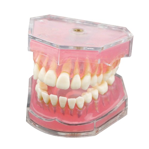Dentalmall Dental Demonstration Teeth Model - Standard Study Teaching Dental Mode with All Removable Teeth #4004 Silica Gel Material Soft and Bendable Teeth Typodonts - 