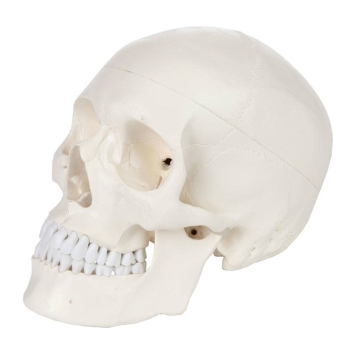 Axis Scientific 3-Part Life-Size Human Skull Anatomy Model