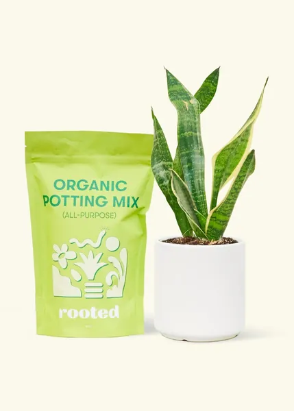 Snake Plant 'Laurentii' in Potter | White