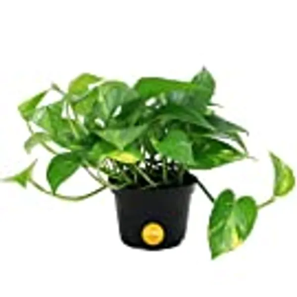 Costa Farms Golden Pothos Live Plant, Easy Care Indoor House Plant in Grower's Pot, Potting Soil, Great for Outdoor Hanging Planter or Basket, Housewarming Gift, Desk Decor, Room Decor, 10-Inches Tall