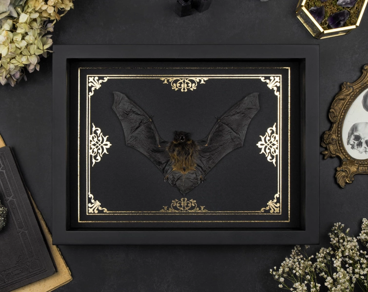 Real framed bat Gold Ornament Print Shadow Box Frame Taxidermy Halloween Gothic Witch Vampire Wall Home Decor