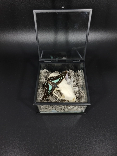 Real dried butterfly with real marten skull and crystals in a glass box - Witchy, oddity, goth