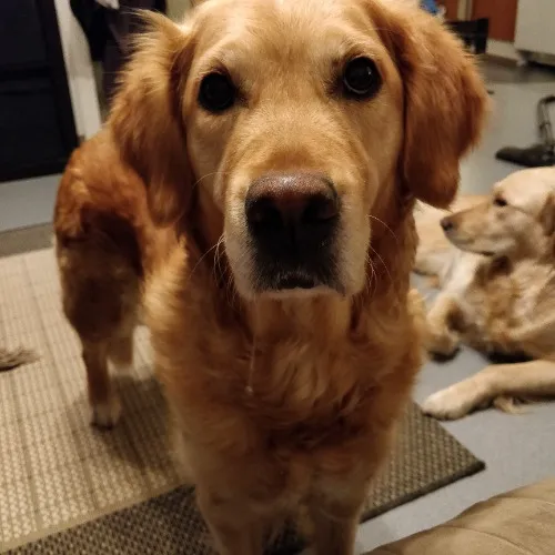 Ruusa's Monthly Vet Visit