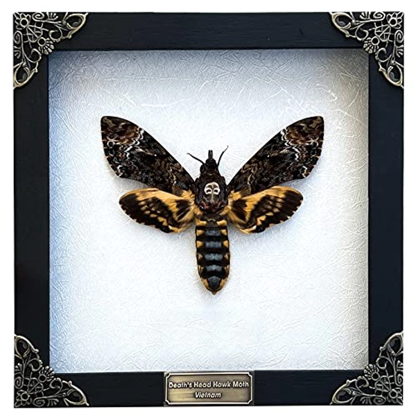 Real Death Head Moth Acherontia White Frame Skull Butterfly Handmade Shadow Box Insect Oddity Curiosities Unique Taxidermy Collectables Tabletop Wall Art Home Decor Living Gallery Bedroom K18-01-TR