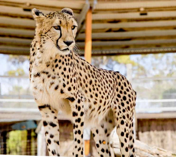 Monarto Cheetah Experience