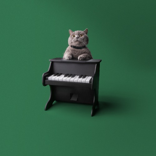 PET PIANO | Default Title
