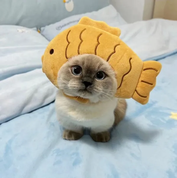 Pet Cat Costume Taiyaki Fish Shaped Bread Hat Cosplay Cute