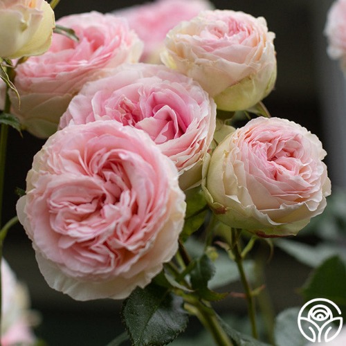 Eden Climber® | Rose Only