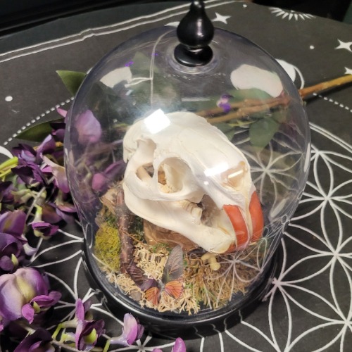 Nutria Rat Skull In Glass Cloche
