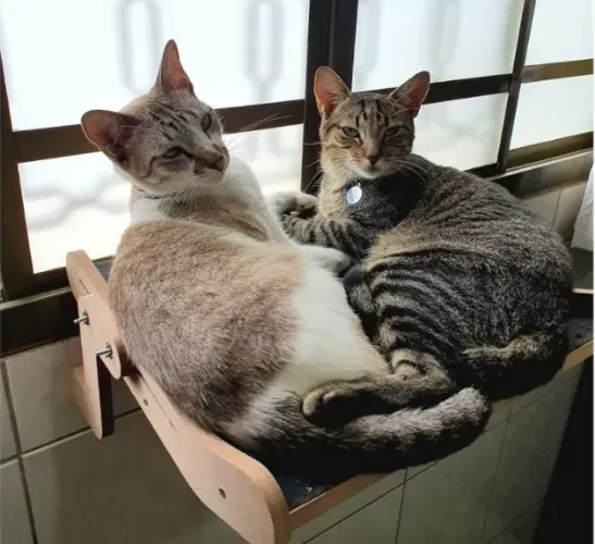 Window Bed for Cats