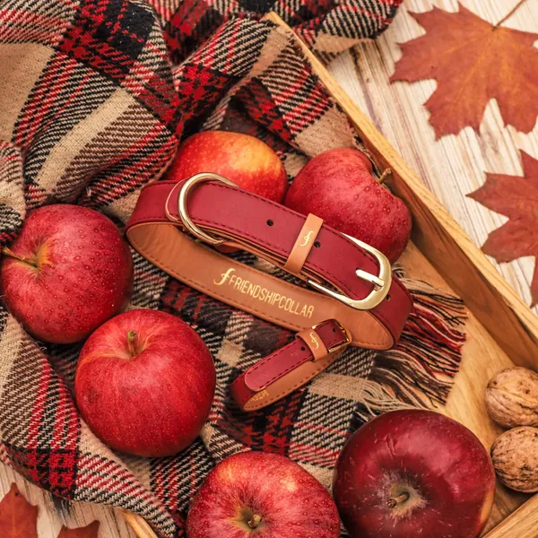 The Classic Pup: Bordeaux | X Large (19" - 22")