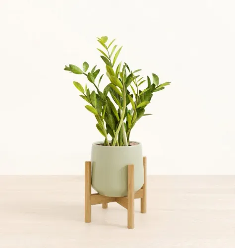 ZZ Plant with stand