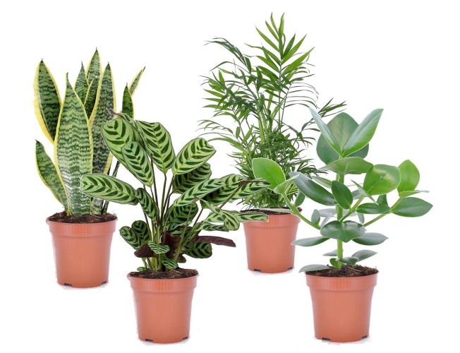 Plant in a Box - Oersterke Kamerplanten Mix - Set van 4 - Kamerplant - Easy care planten - Pot 12cm - Hoogte 25-40cm - Easy Care Mix x4