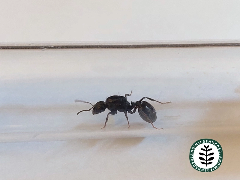 Messor minor - Ant colony (Queen and 1 to 10 workers) 