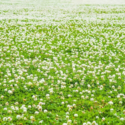 1500 Clover Seeds - For snails