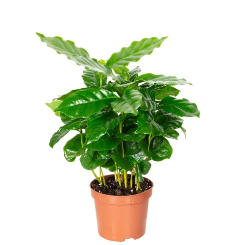 Coffee plant - real houseplant, Coffea Arabica