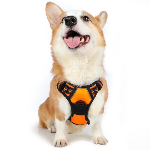 rabbitgoo Dog Harness,No-Pull Pet Harness with 2 Leash Clips,Adjustable Soft Padded Dog Vest,Reflective No-Choke Pet Oxford Vest with Easy Control Handle for Medium Dogs,Orange (M, Chest 19.1-29.3") - Medium Bright Pumpkin