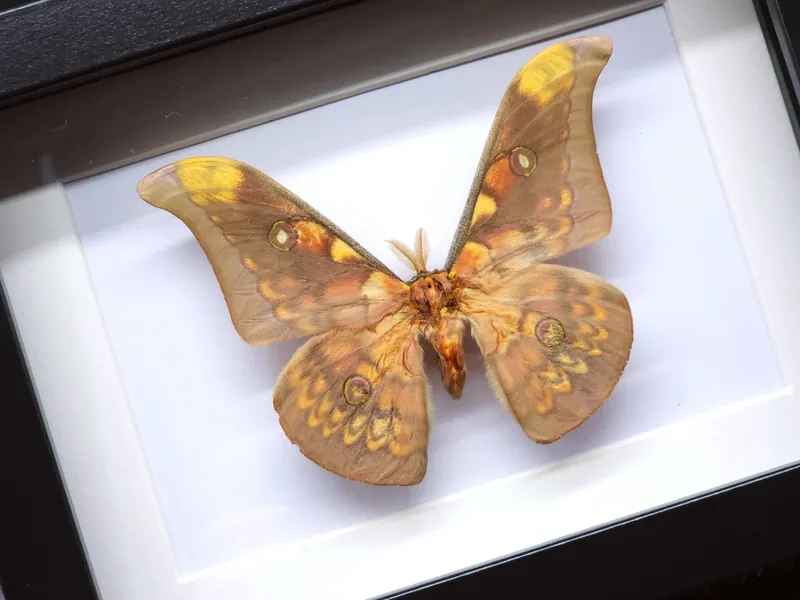 Real moth Antheraea frithi