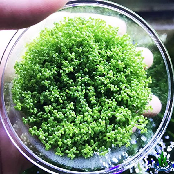 Greenpro Dwarf Baby Tears Hemianthus Callitrichoides Java Moss Live Aquarium Plants Freshwater Fish Tank Vitro TC Cup
