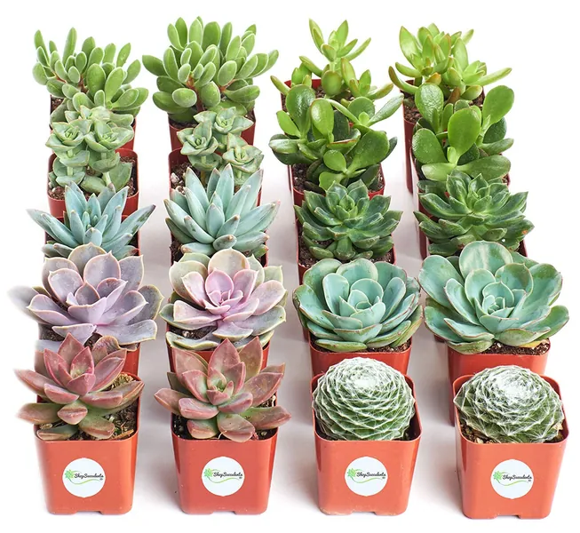 Shop Succulents | Assorted Collection of Live Succulent Plants, Hand Selected Variety Pack of Mini Succulents | Collection of 20