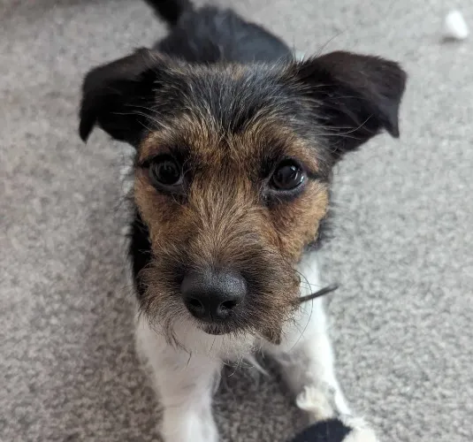 Evie's September Treat Fund!