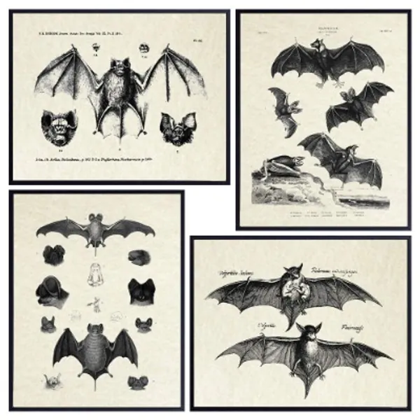 Bats Wall Decor - Vintage Retro Hipster Goth Art, Home or Room Decoration - Gift for Gothic, Horror, Vampire Fans - 8x10 UNFRAMED Creepy Scary Anatomical Picture Poster Print Set