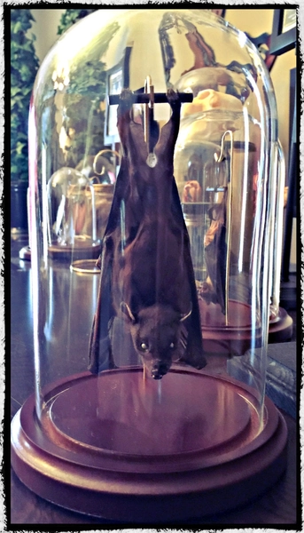 Ready to Fly Position - Hanging Bat In a Glass Dome -  Free Shipping