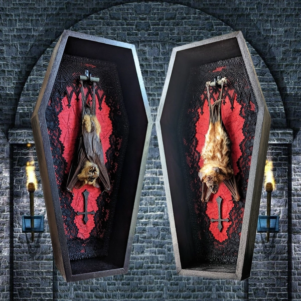 Vlad, Bat In Large Coffin (Real Bat Taxidermy | Hipposideros Diadema | Gothic Decor | Dark Decor | Vampire Decor | Hanging Bat | Oddity)