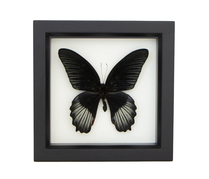 Framed Black Butterfly Papilio rumanzovia Display UV Blocking Glass 6x6