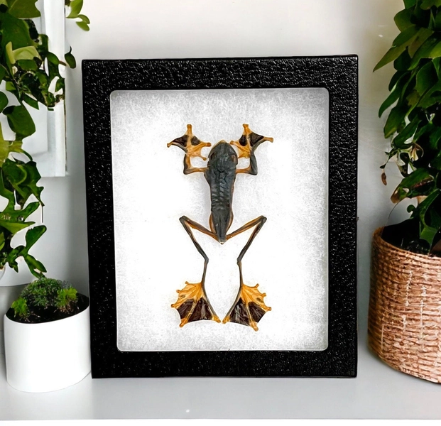 Real spread mummified black webbed tree frog specimen Rhacophorus reinwardtii pack of 1 unmounted insect bugs for your taxidermy art project